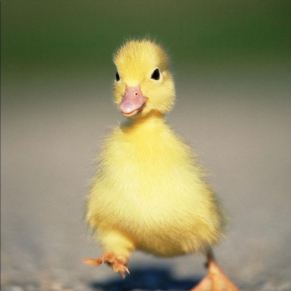 Meet your Posher, Zoey - Picture 1 of 1